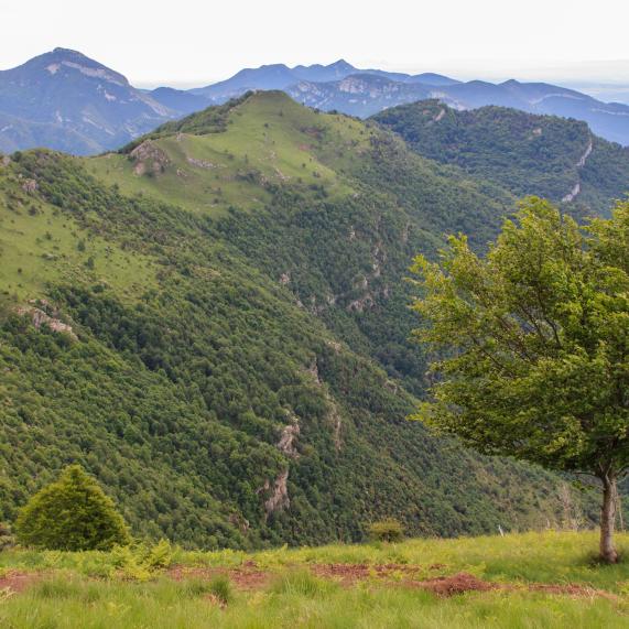 Puig de les Bruixes - Sant Aniol d'Aguja